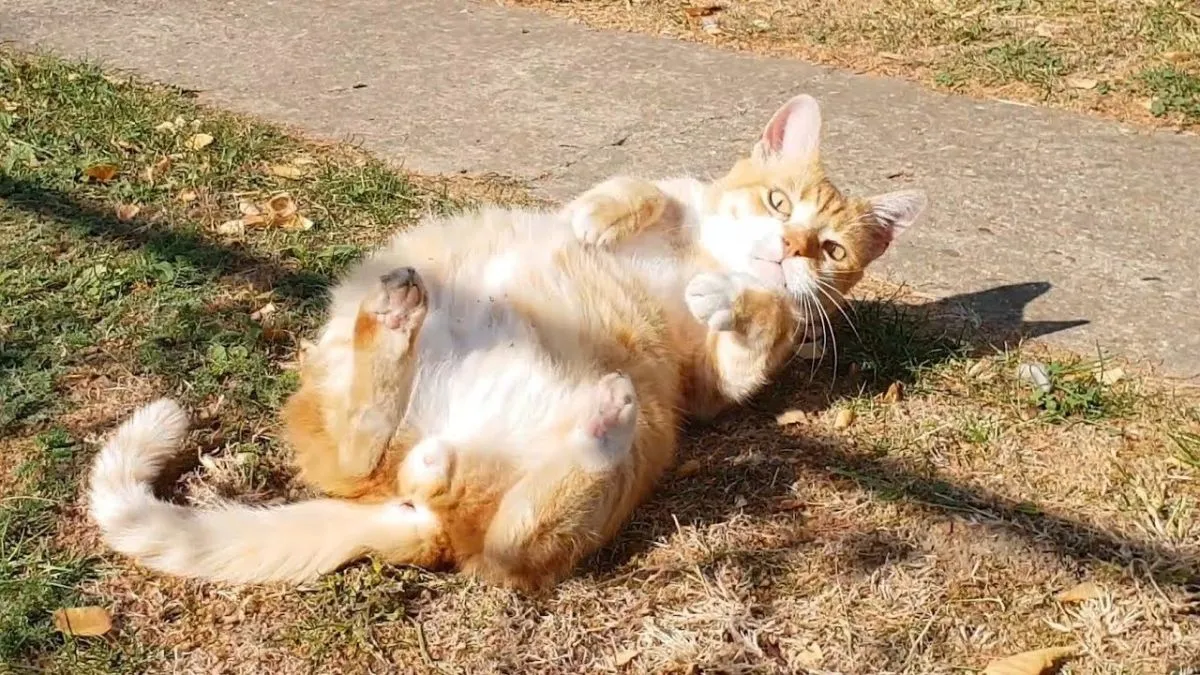 gato