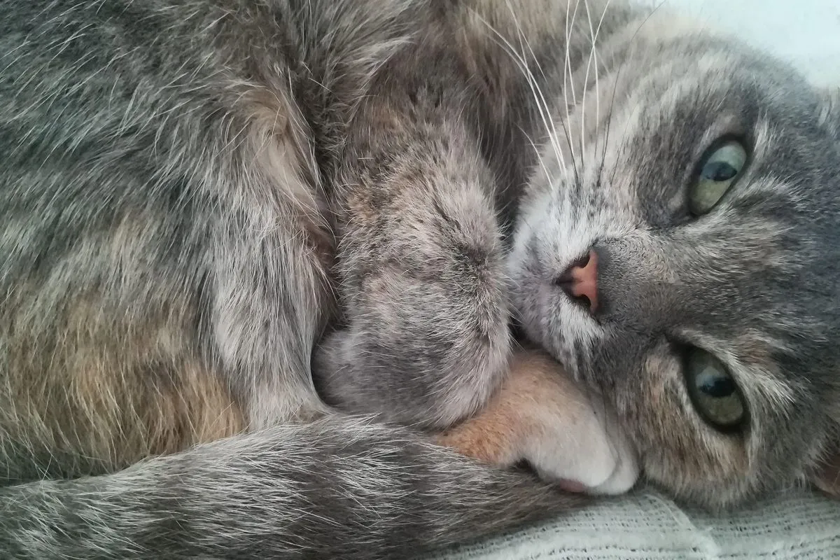 GATO