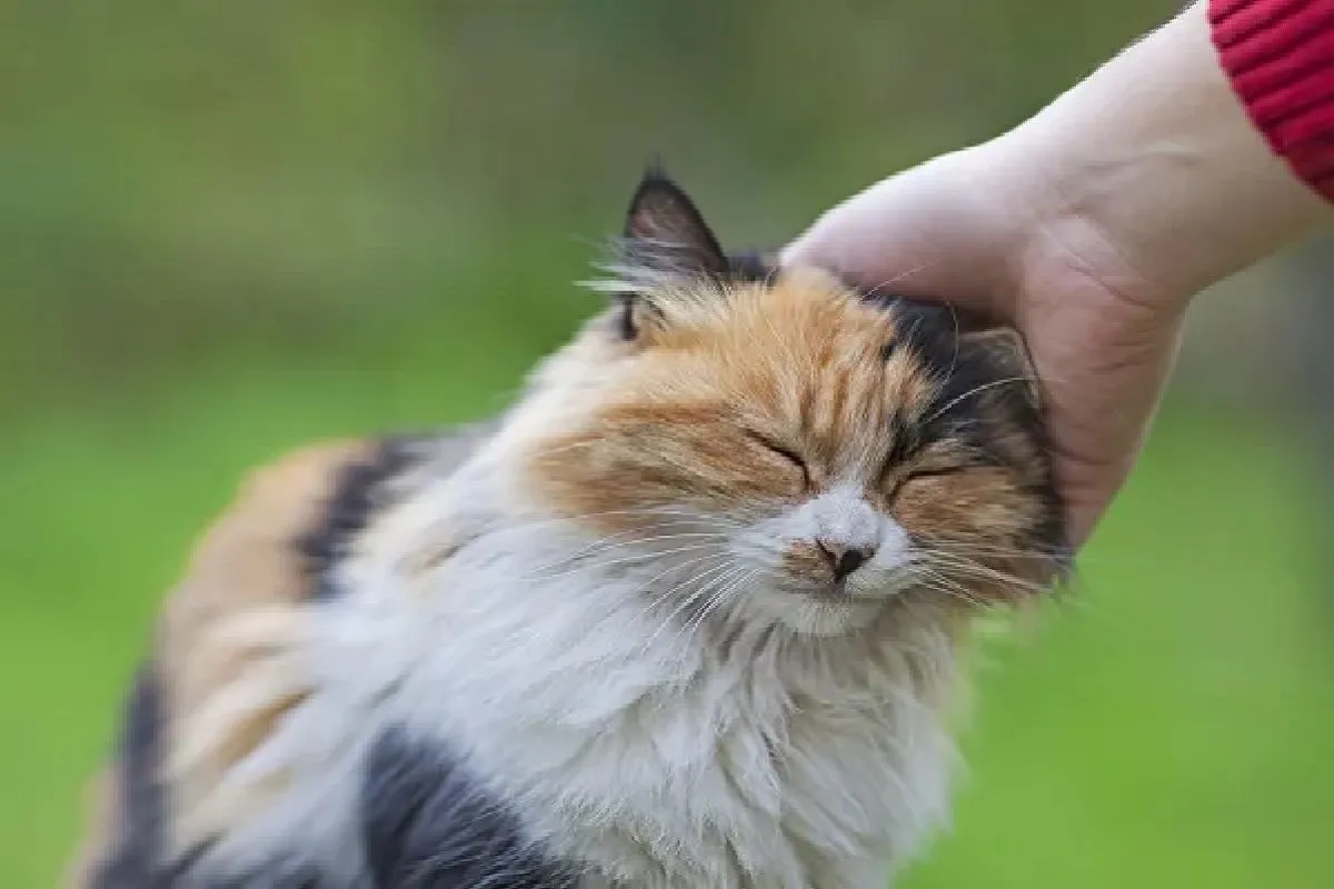 gatos
