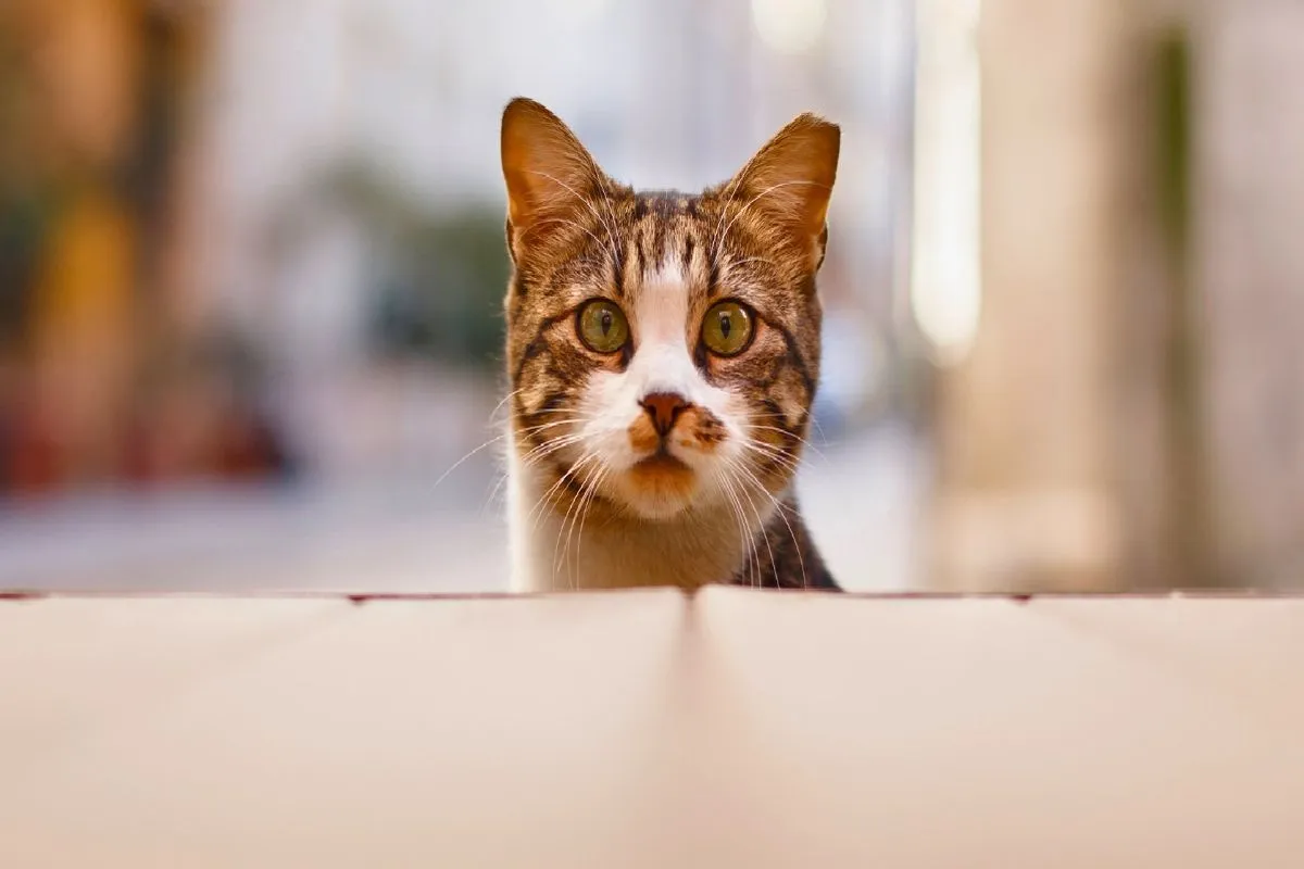 gato