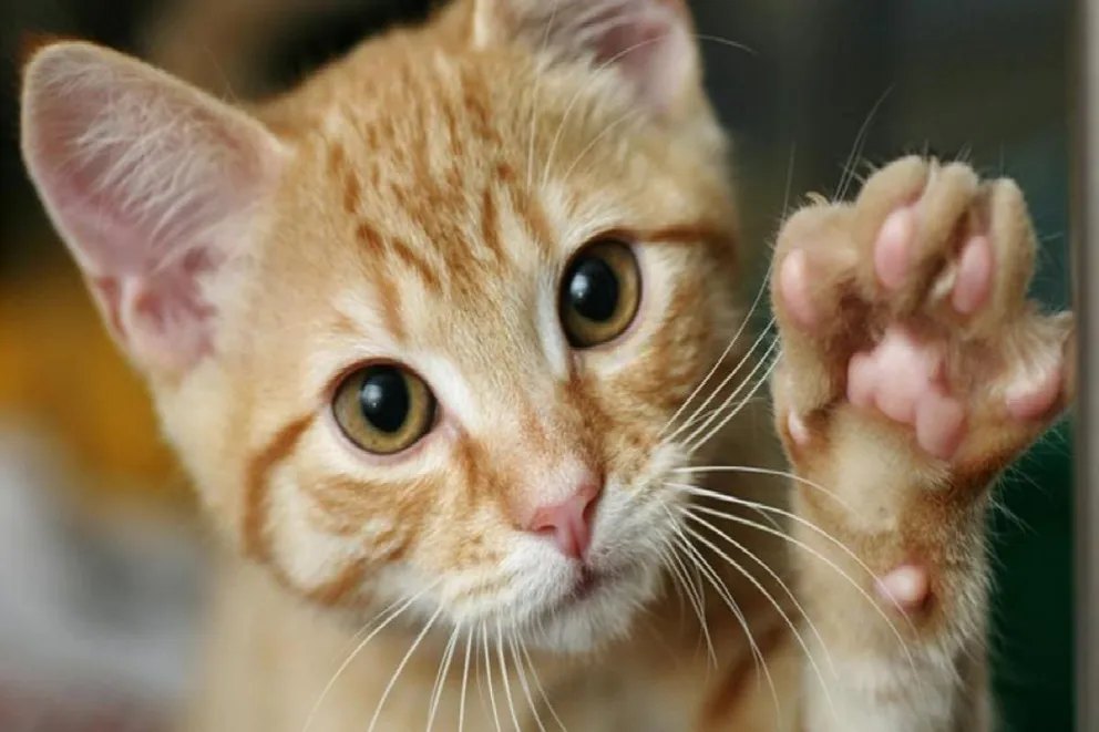 Descubriendo los secretos de los gatos: ¿Por qué no les gustan las caricias en la panza?