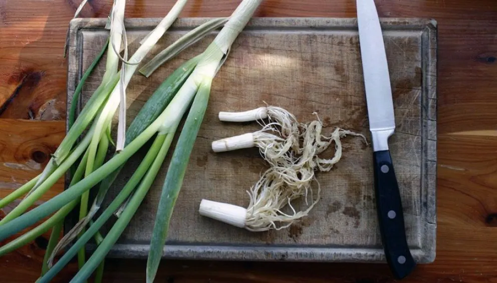 cultivar - cebolla de verdeo