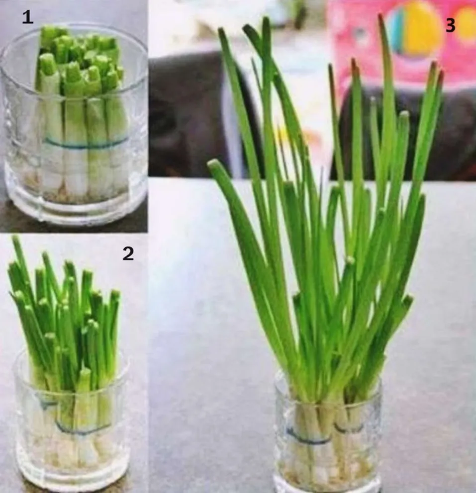 cultivar - cebolla de verdeo