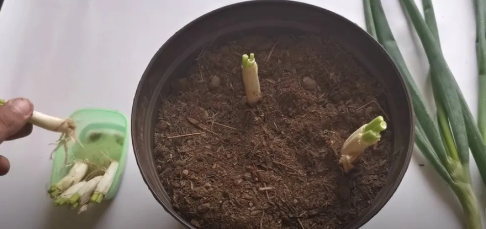 cultivar - cebolla de verdeo