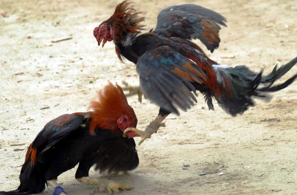Maltrato animal en Salta: desmantelan una banda que lucraba con riñas de gallos