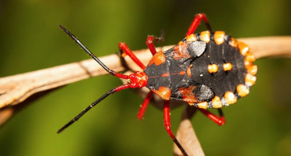 Importante operativo de vigilancia contra el Chagas: estos son los departamentos afectados en Salta