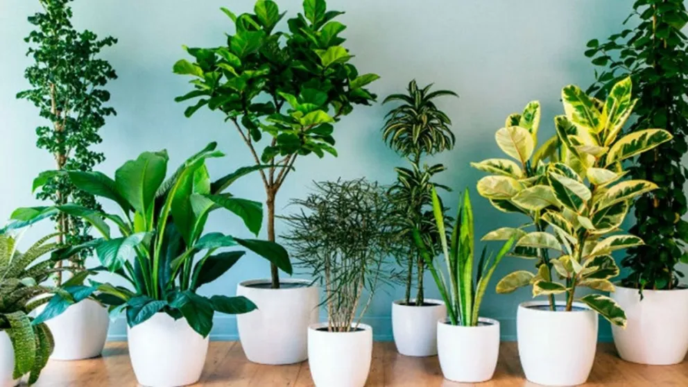 Esta es la planta que posee propiedades para los problemas de memoria: podés cultivarla en casa