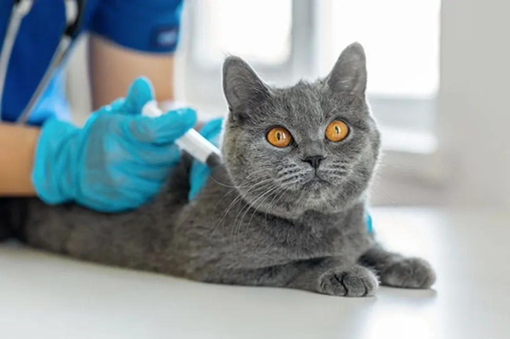 gatos - enfermedades