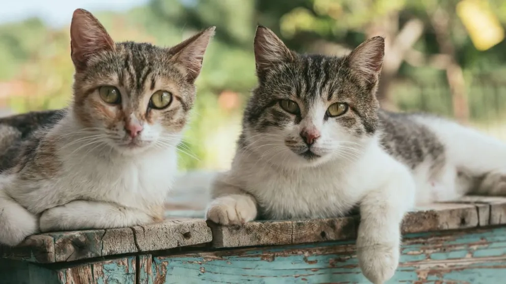 Estas son las enfermedades ocultas que puede transmitirte tu gato: conocé cómo prevenirlas