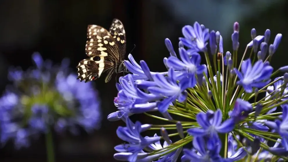 Hacé que tu jardín brille esta primavera: el truco para conseguir que tu Lirio Africano explote de flores