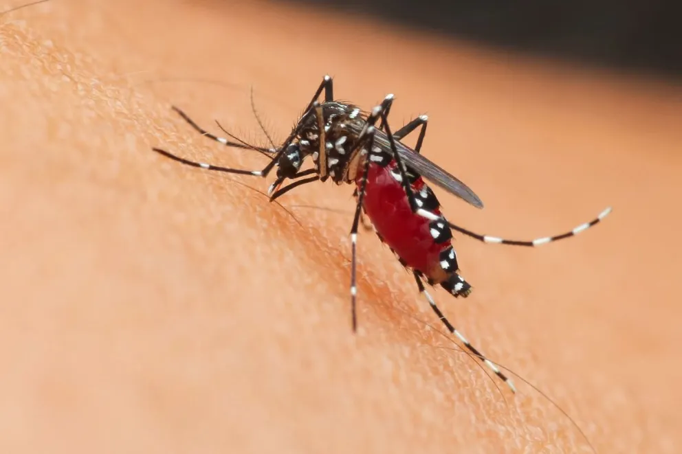 Leishmaniasis Visceral