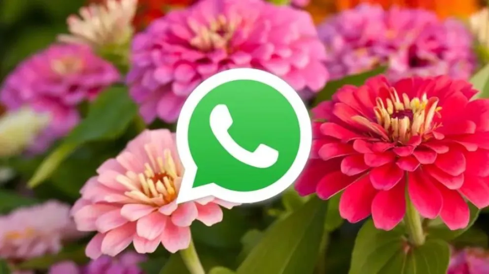 primavera - WhatsApp