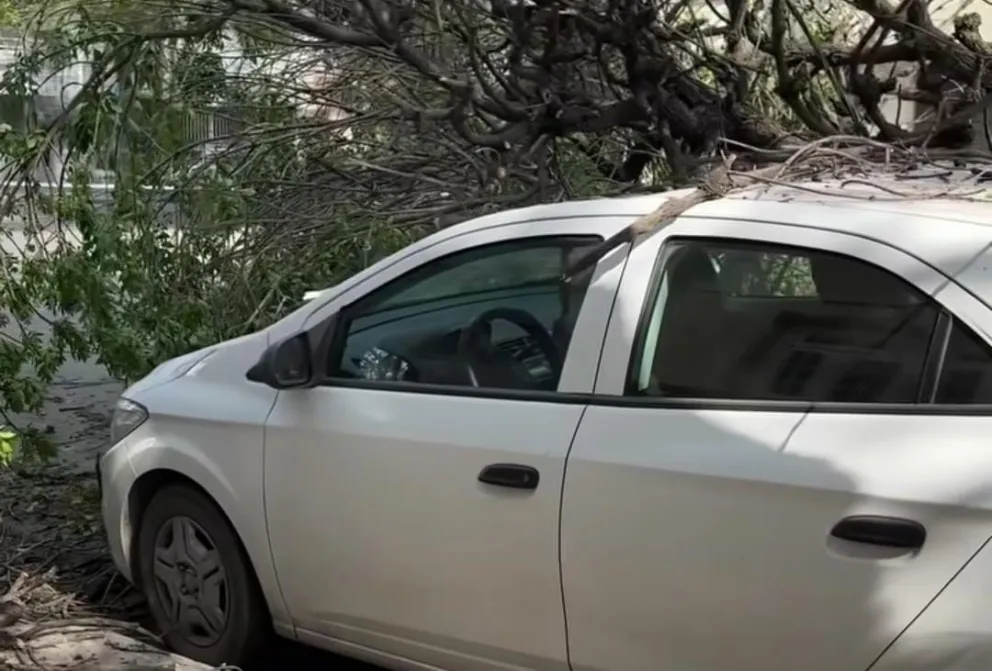 Pudo ser una tragedia: un enorme árbol cayó sobre un auto en pleno centro salteño