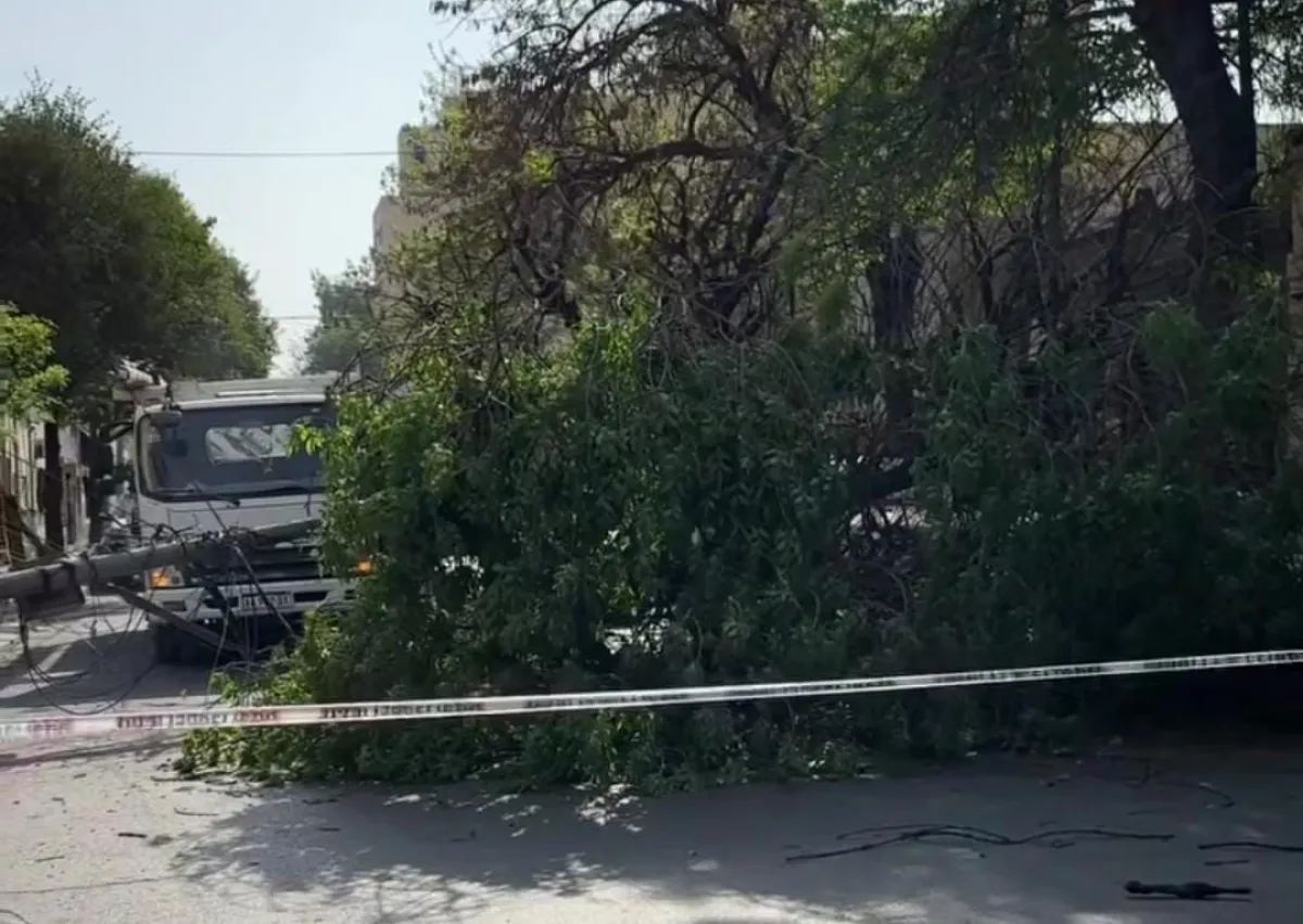 &Aacute;rbol cay&oacute; sobre un auto 