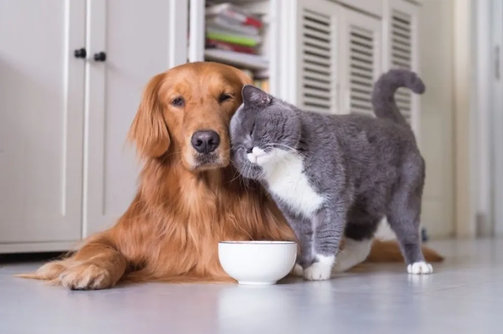 inteligencia artificial - mascota
