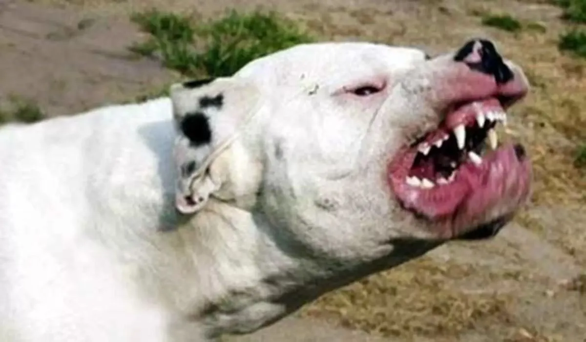 Perro