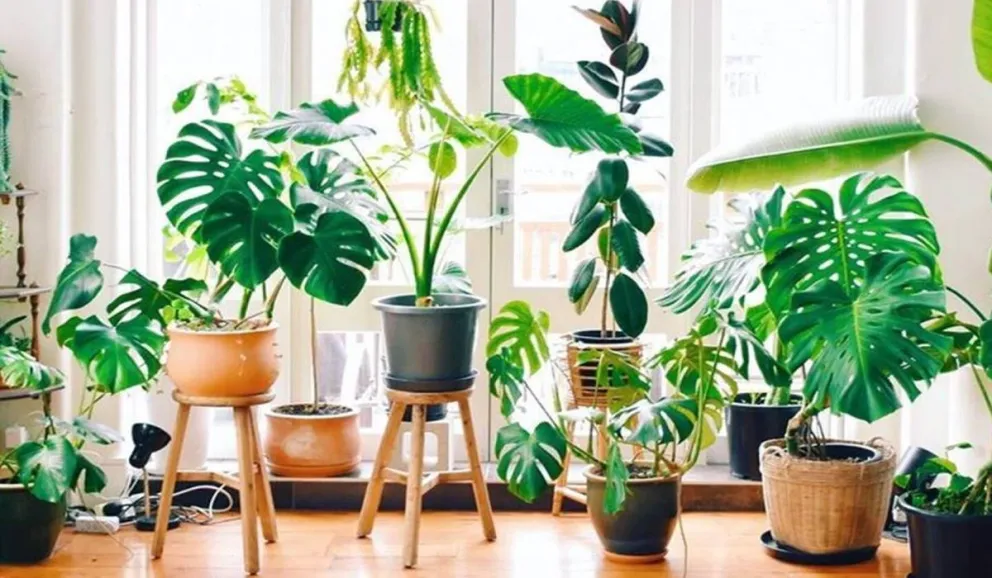 Descubrí cuál es la planta que representa a tu signo del zodíaco: te llenará de energía positiva