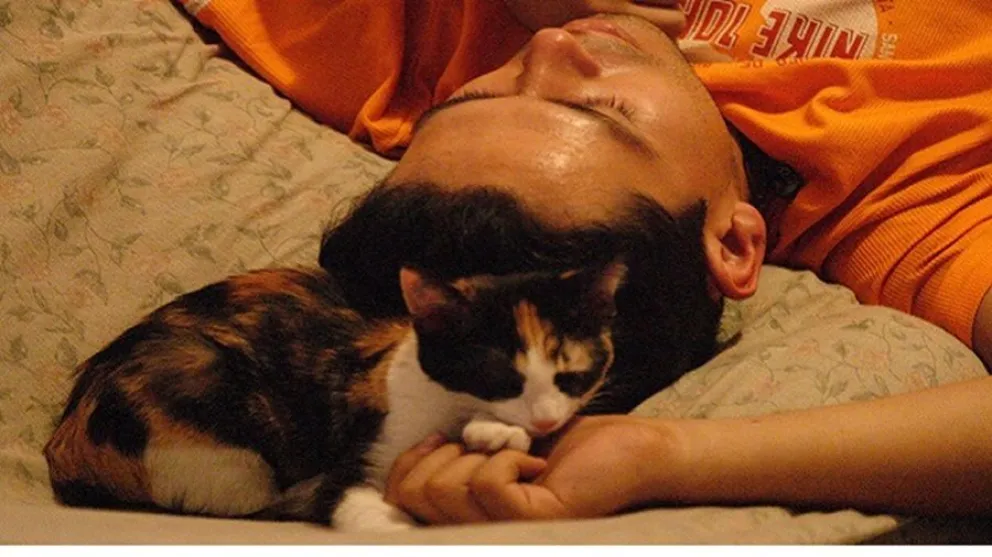gatos