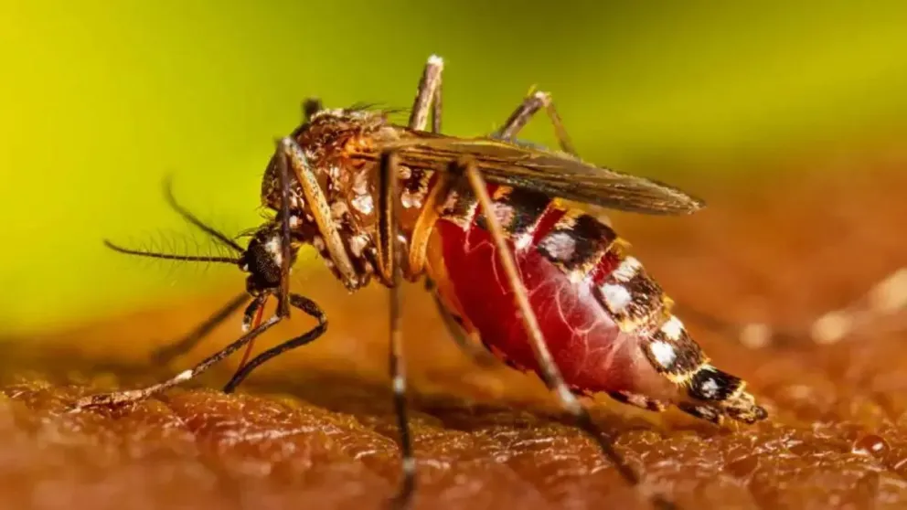 Investigadores del CONICET aseguran que, en Orán, el dengue es resistente a insecticidas 