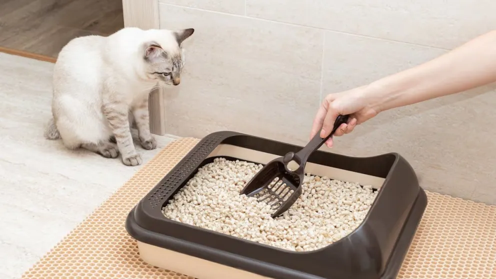 Consejos imperdibles para que el arenero de tu gato esté impecable: ¡Gatos limpios, dueños felices!