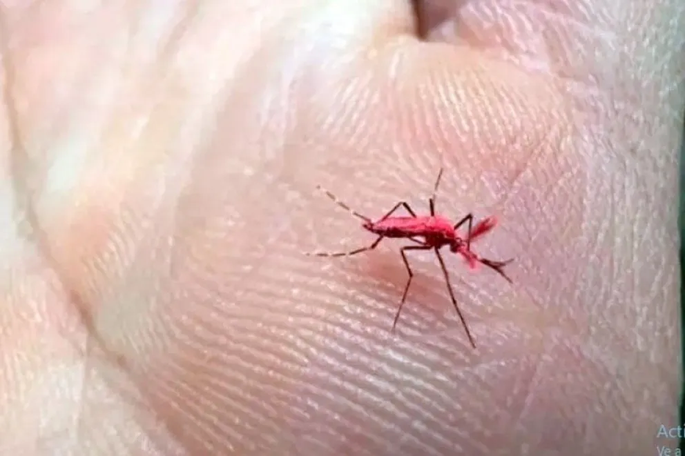 Mosquitos rojos