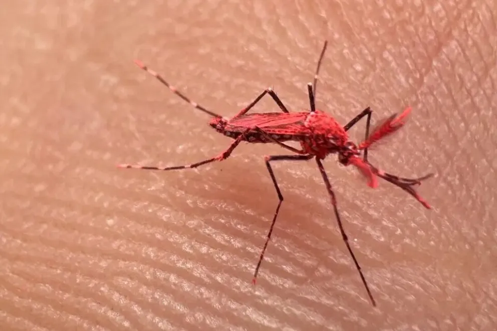 Liberaron diez mil mosquitos rojos: para qué son y por qué recomiendan no matarlos