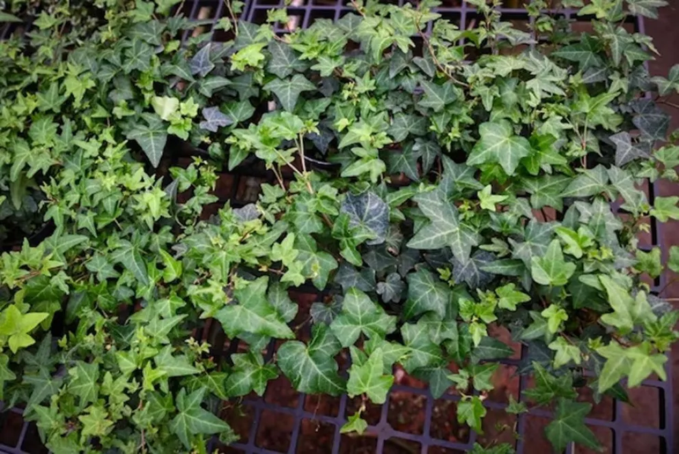 plantas trepadoras