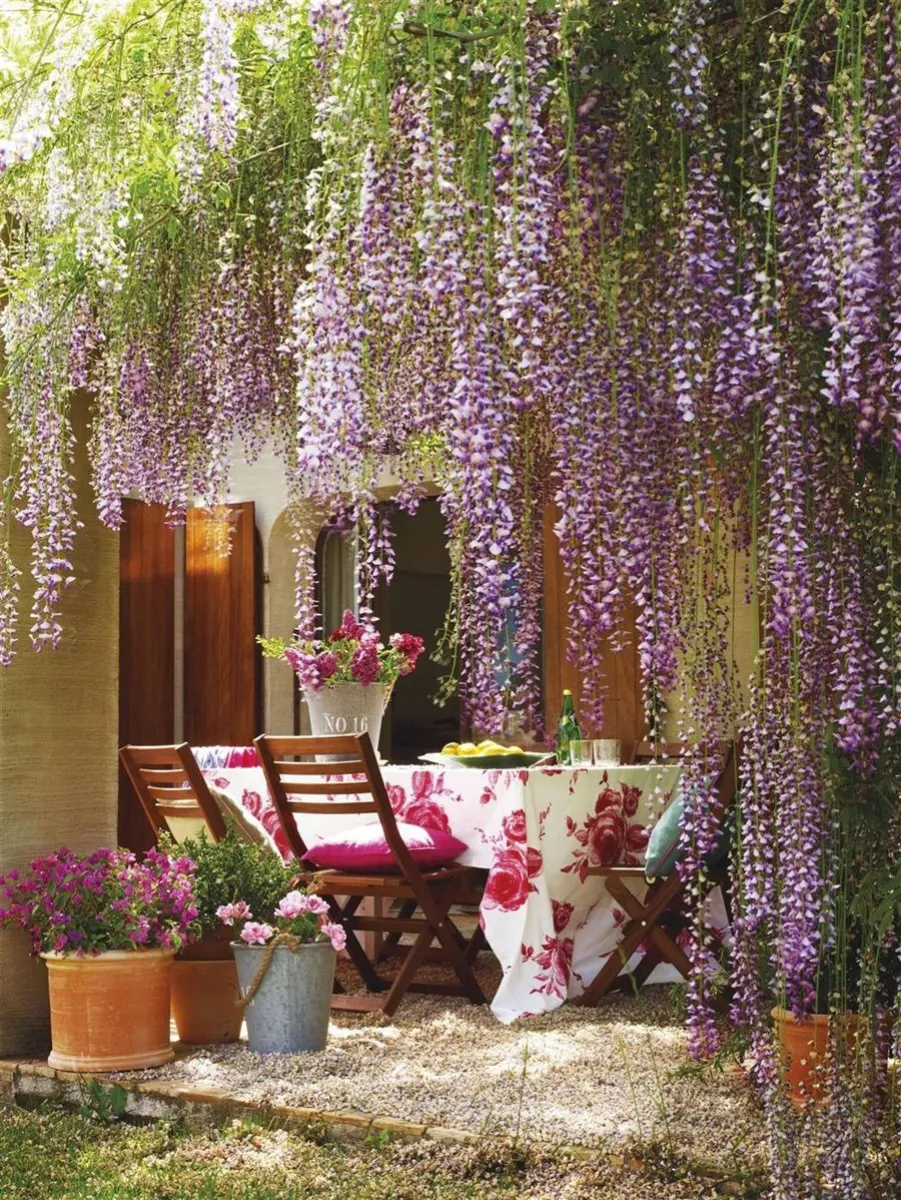 plantas trepadoras