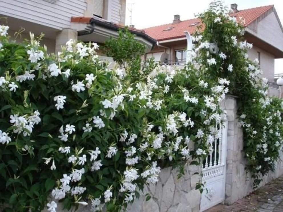 plantas trepadoras