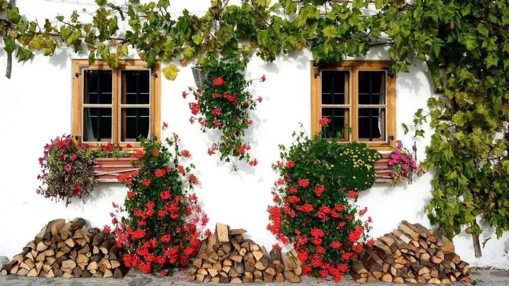 Descubrí las 7 plantas trepadoras más resistentes: creá tu jardín soñado y verde todo el año
