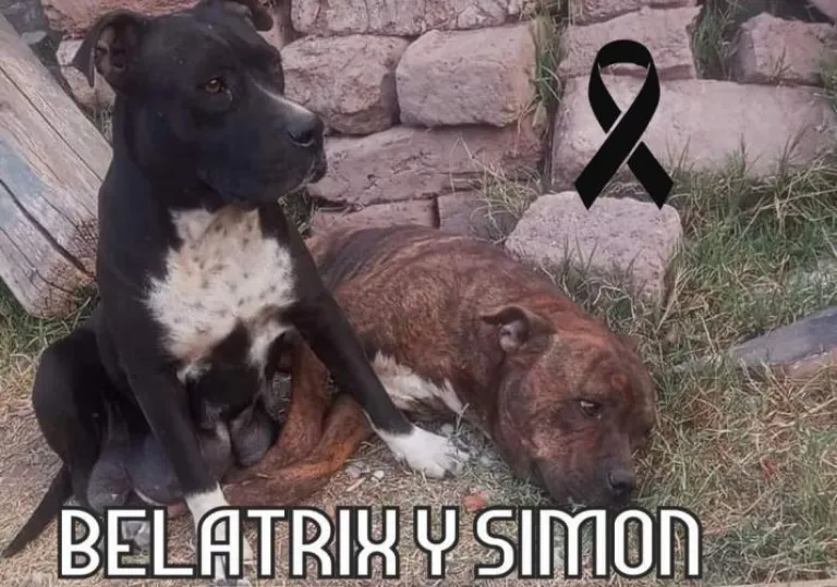 Bellatrix y Sim&oacute;n