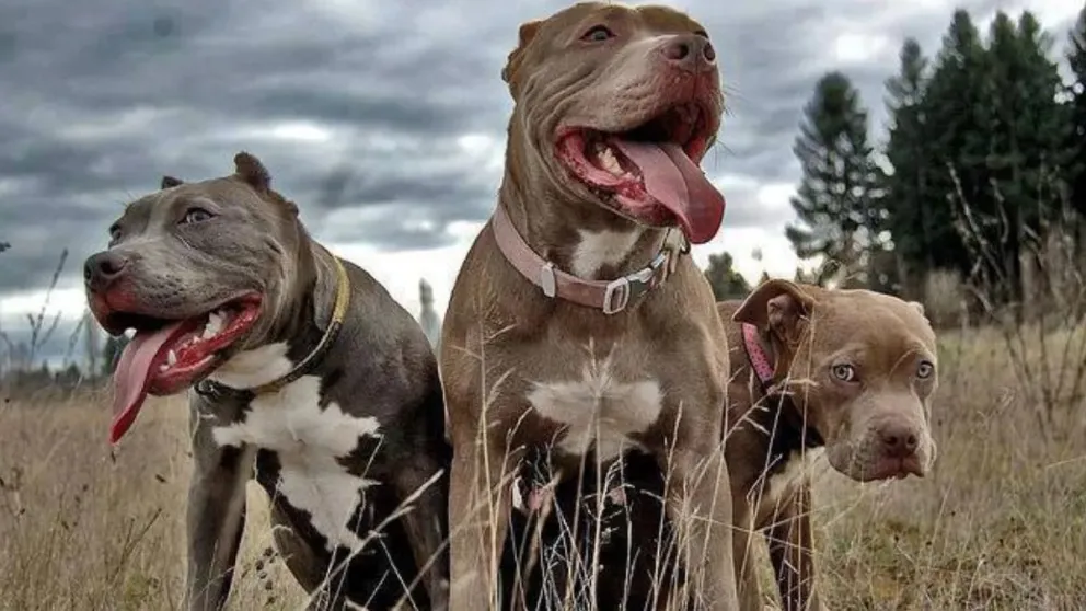 Pitbulls
