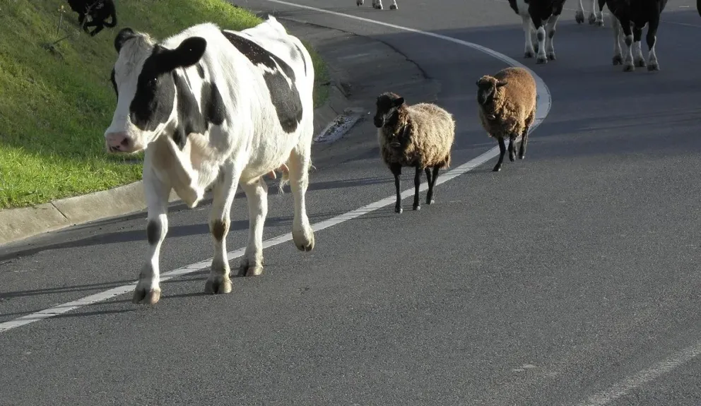 Al borde de la tragedia: una vaca se atravesó y fue embestida por una camioneta en la Ruta 34