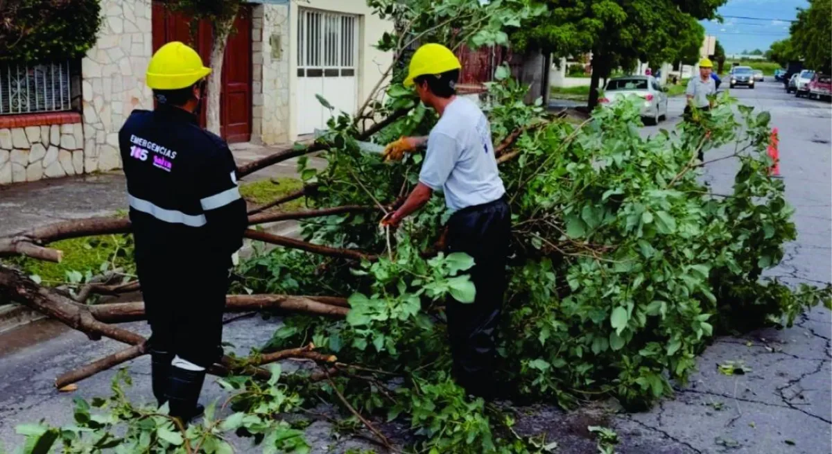 &Aacute;rboles ca&iacute;dos 