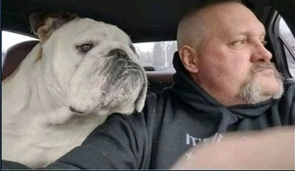 perros