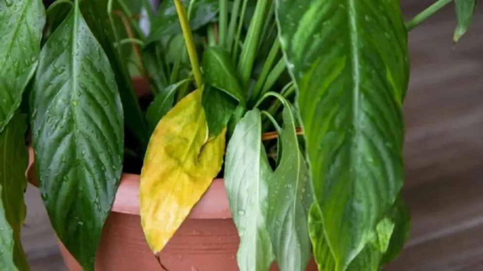 trucos - plantas enfermas