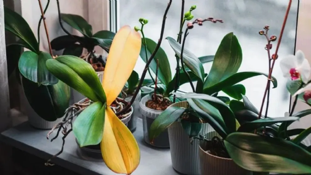 Este es el truco infalible para revivir tus plantas enfermas y evitar que sus hojas se tornen amarillas