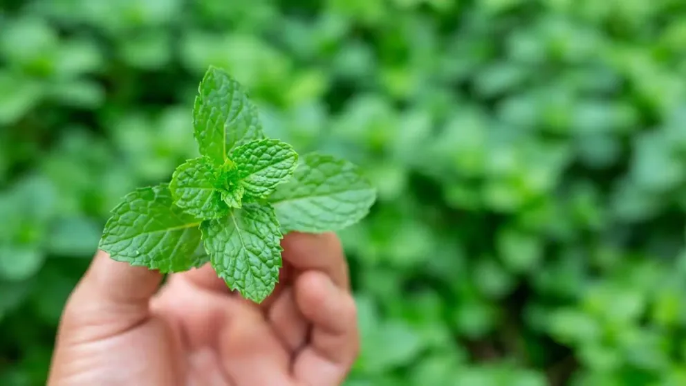 Descubrí la planta ideal para ahuyentar los mosquitos, mejorar tu salud y enriquecer tus comidas