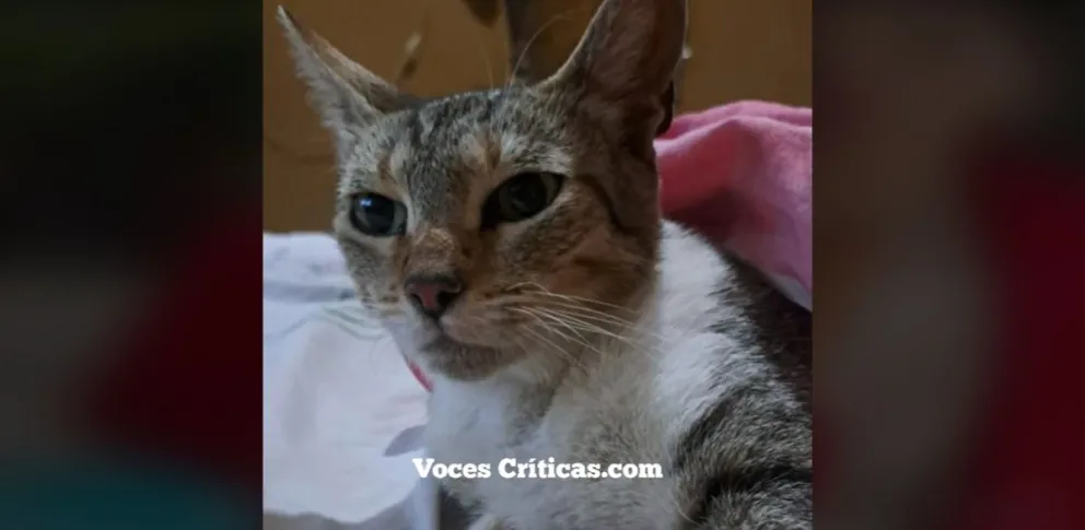 Buscando a Milu: a una vecina del barrio 25 de Mayo le cambiaron la gata en el móvil quirúrgico municipal y está desesperada 