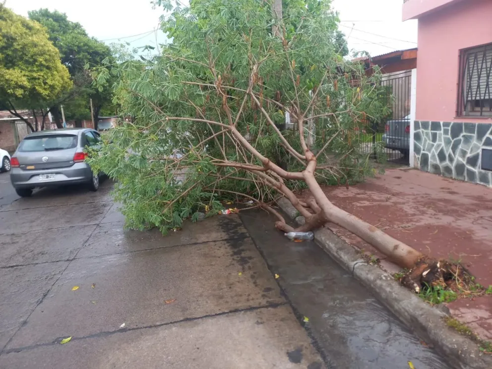 Árboles caídos y cortes de luz: las consecuencias del fuerte temporal en Salta