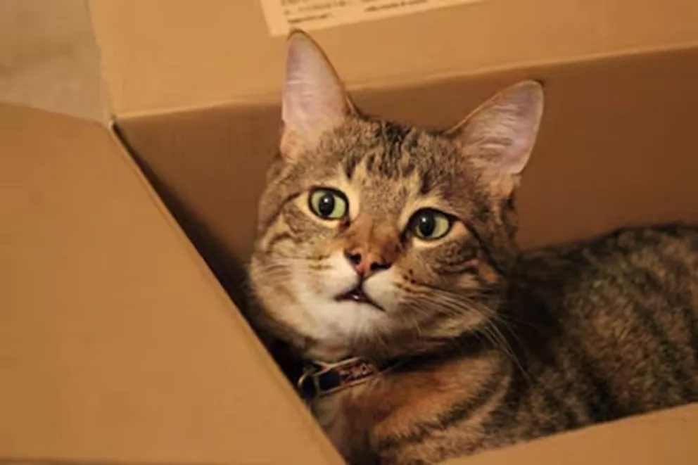 gatos