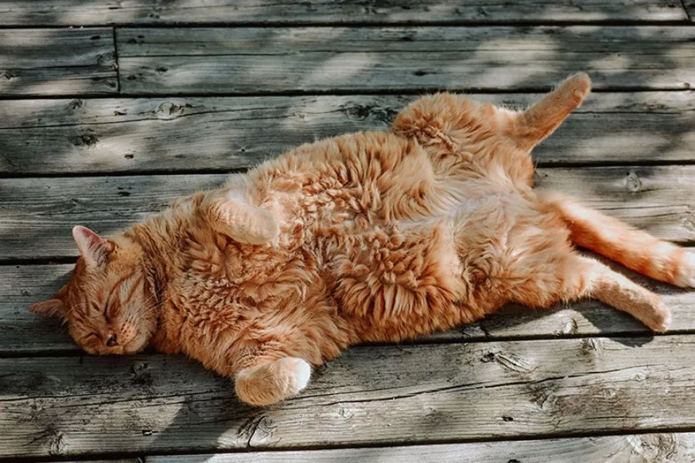 gatos