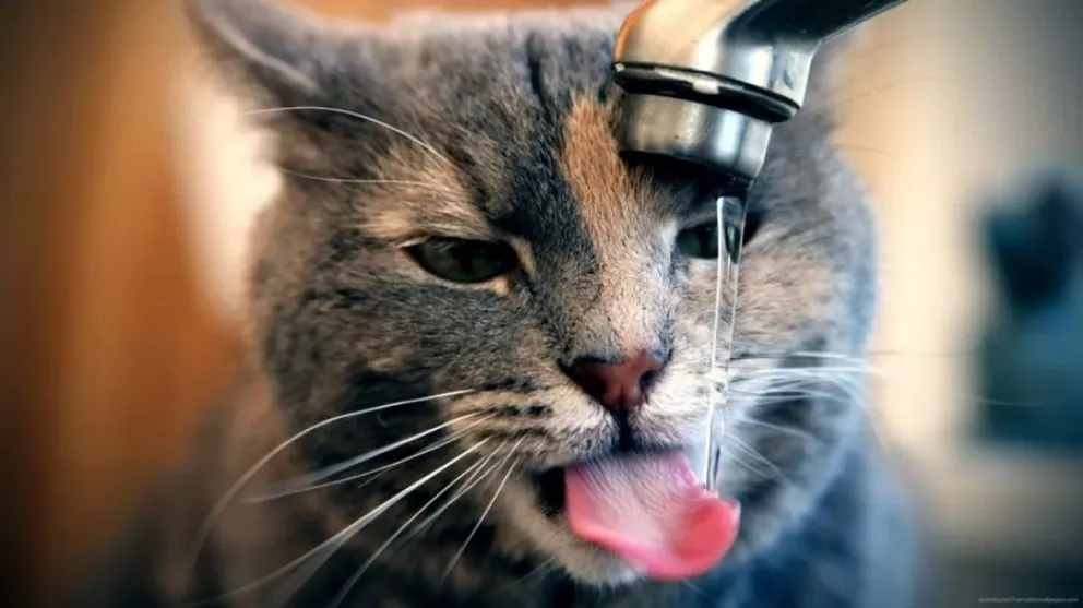 gatos