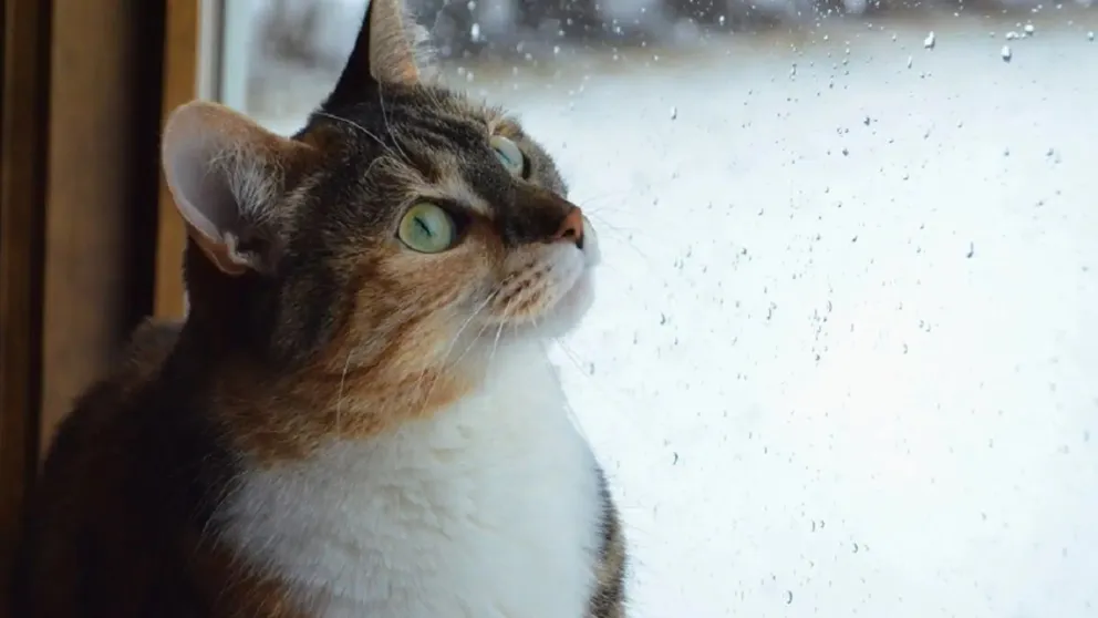 ¿Sabías que el clima puede afectar seriamente a tu gato?: estos son los consejos clave para su bienestar