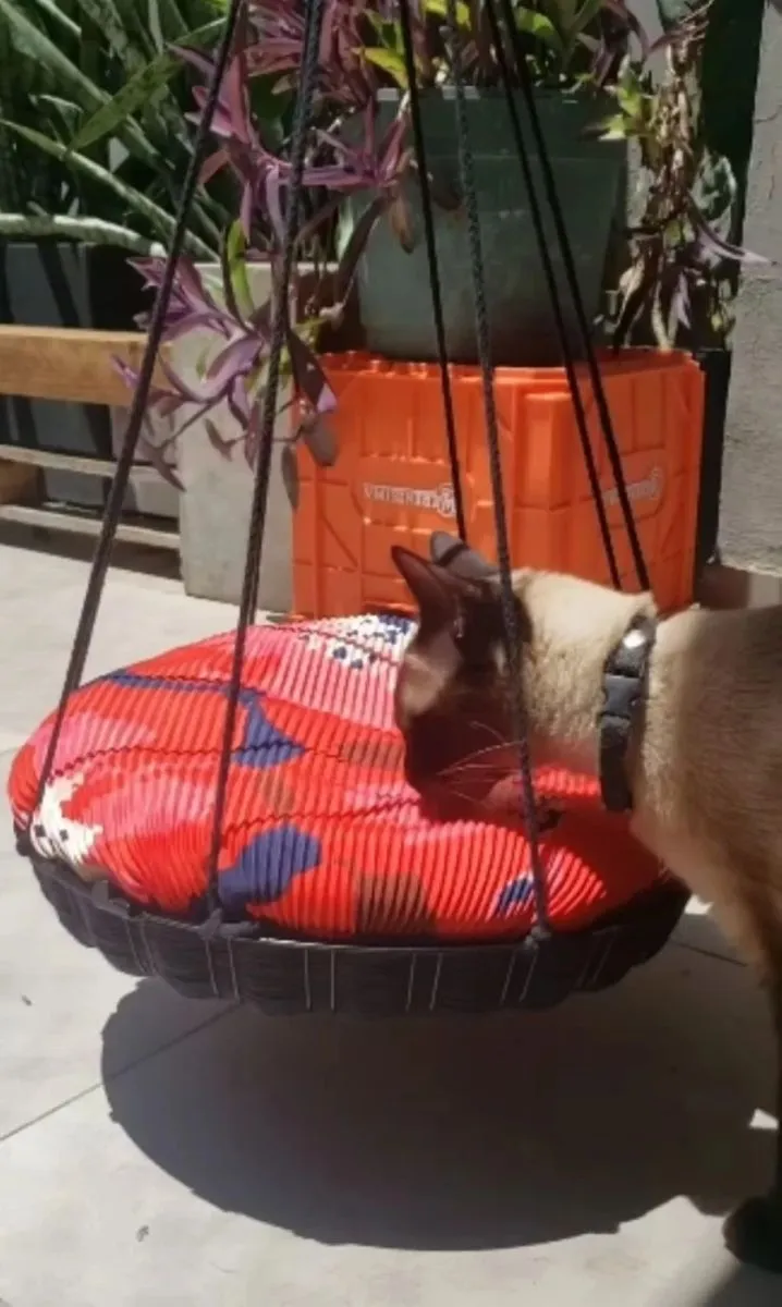 truco - gato