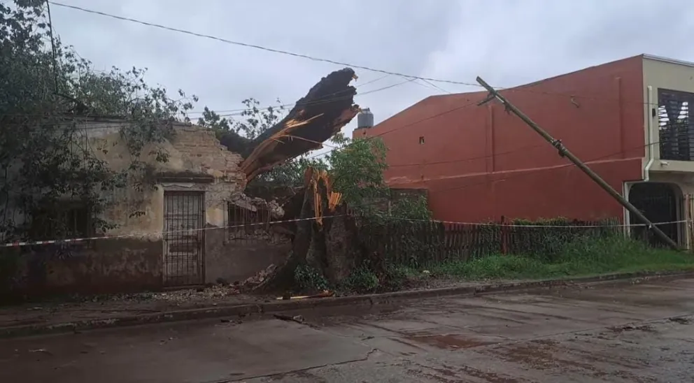 Fuerte temporal en Tartagal: un árbol de gran magnitud cayó sobre una vivienda