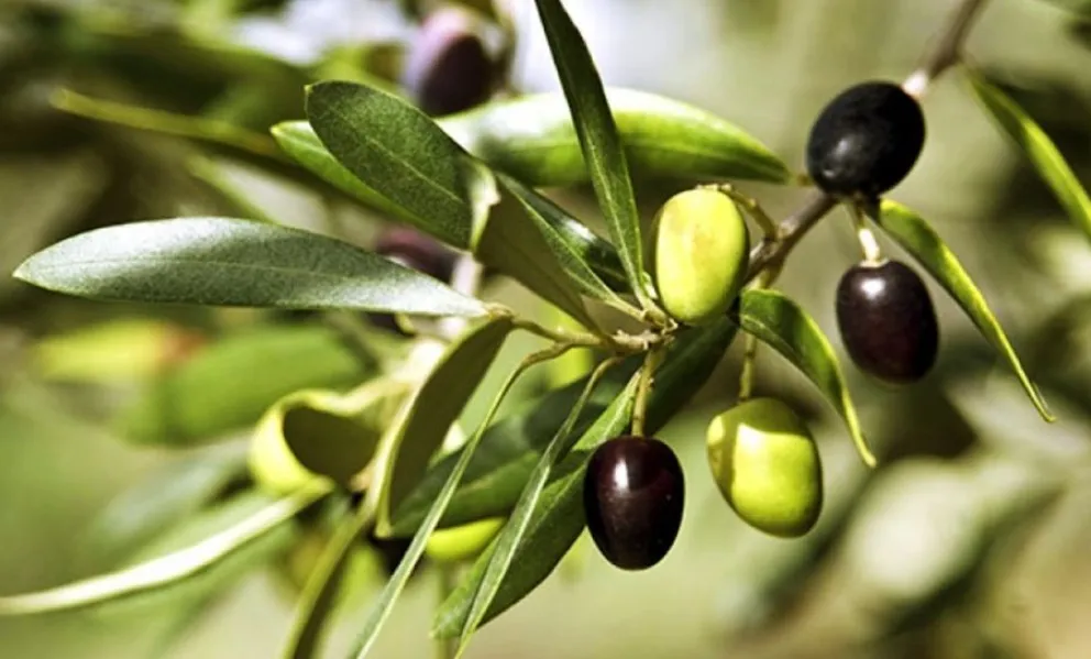 aceitunas - beneficios para la salud