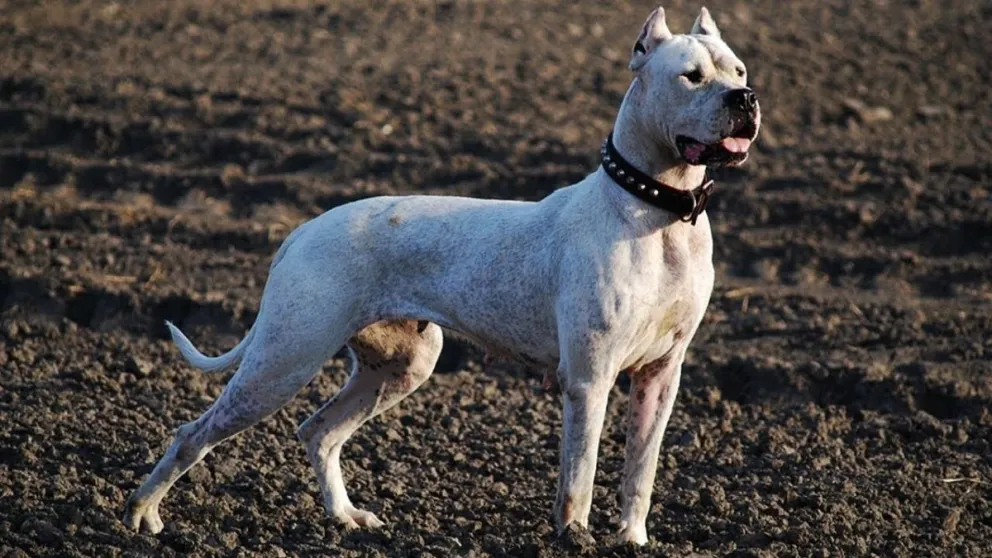 Dogo