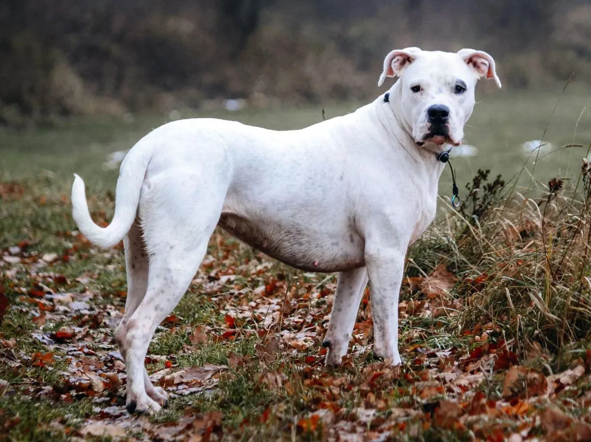 Dogo