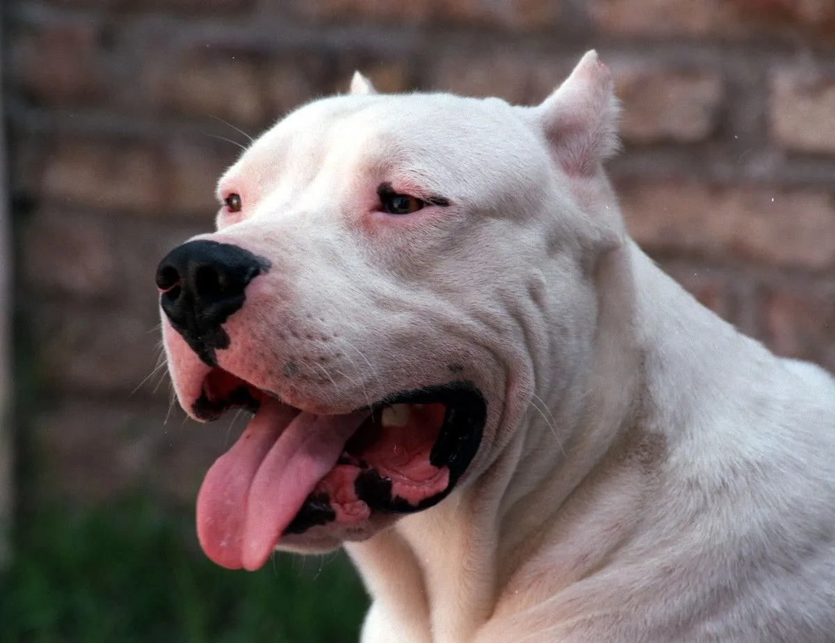 dogo